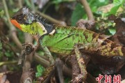 荆门云南南滚河保护区首次发现红唇棘蜥