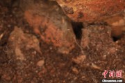 荆门江西发现蜘蛛新物种 为研究呵叻蛛属适应区域提供依据